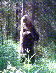 bear getting a back rub against a tree