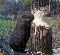 Un castor masticando un árbol, olfateando la brisa.
