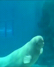 Beluga whale dancing in bubbles