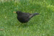 A blackbird with a worm on the lookout.