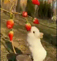 Bunny rabbit enjoying a strawberry