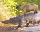 Capybara riding on an aligator