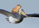 Capybara flying on a pelican