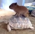 Capybara riding on a tortoise.