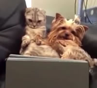 El gato y el perro se enfocan en la televisión.
