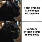 response and reaction time in cats