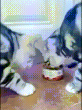 two cats sharing a can of food