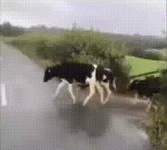 cows copying each other