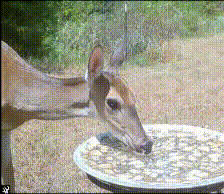 deer drinking and listening out
