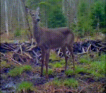 A deer listening-out for danger.