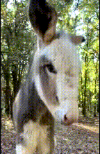 lovely but rather dozy donkey playing with its ears