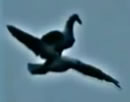 A lazy but enterprising duck flying on a crane's back.