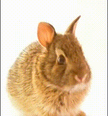 An eastern cottontail rabbit scenting and listening