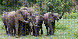 group of elephants smelling danger