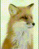 fox moving its ears, listening