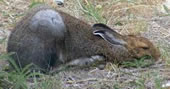 Brown Hare dozing with ears turned outwards.