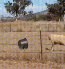 Head butting the bucket.