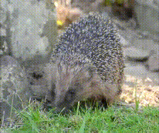 A hedgehog senses the breeze.