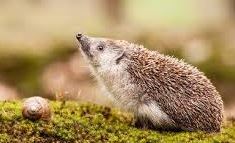 hedgehog smelling the breeze and snail slithering by