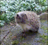Hedgehog scenting the breeze