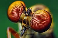 The eyes a Holcocephala fusca robber fly.