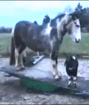 horse and goat on a rocking board
