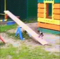 magpie learning how to operate a seesaw