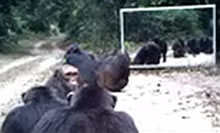 Chimps wait in line.