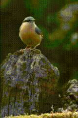 The nuthatch looks out while feeding.