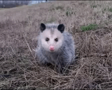 An opossum sniffing and listening