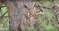 Owl almost invisible