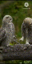 Two owls kissing