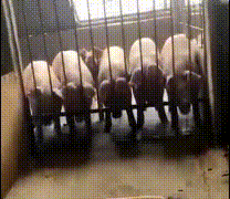 pigs organising the great escape