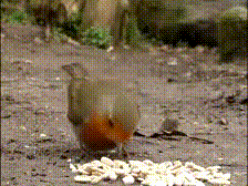 A robin alternating between focused and panoramic perception.