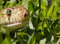 snake smelling with its tongue