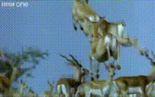 Antelopes jumping for joy