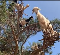 goats in a tree from Morocco