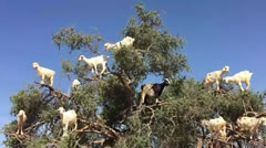 goats in a tree from Morocco