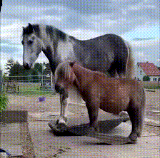 daddy horse showing pony how to rock and roll
